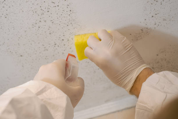 Best Basement Mold Removal  in Prairie View, TX