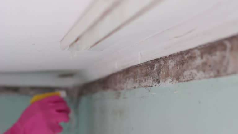 Best Black Mold Removal  in Prairie View, TX